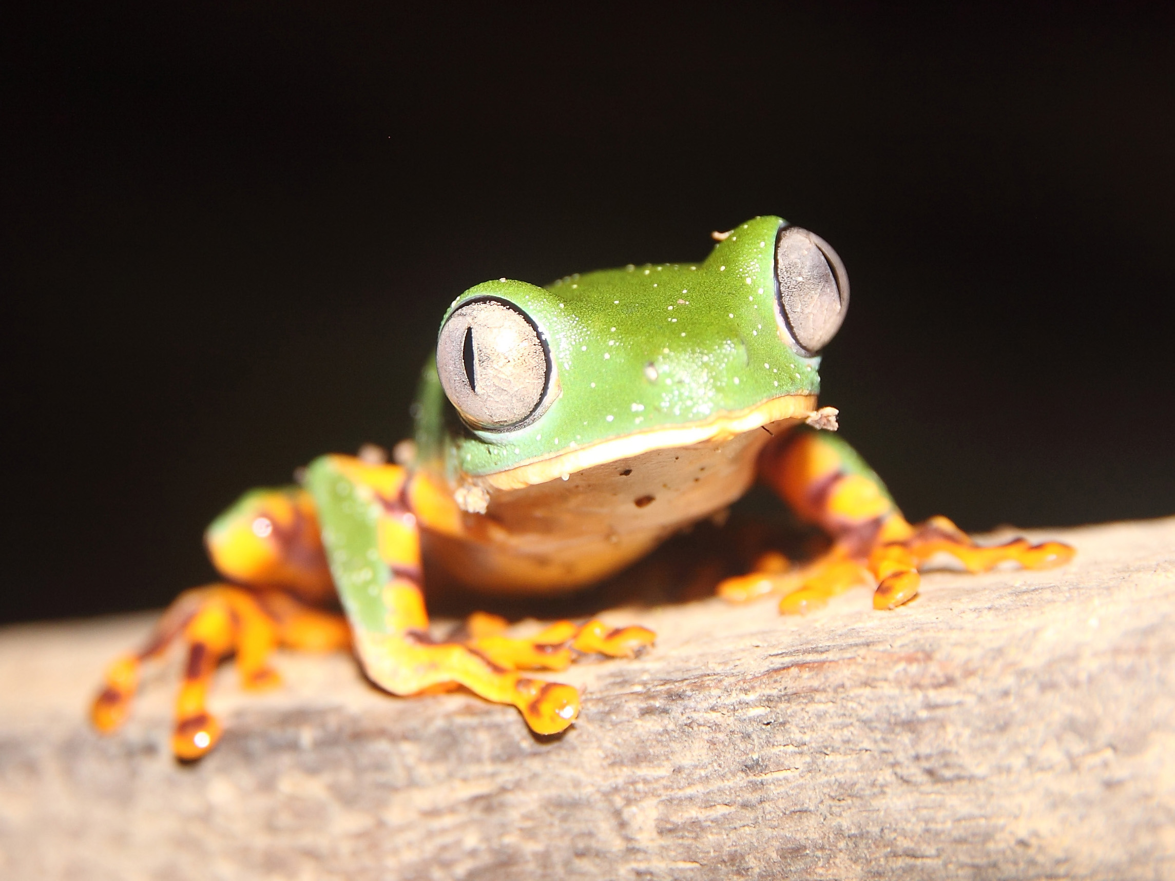 Brian White photograph of a leopard during Southern Africa tour 2008